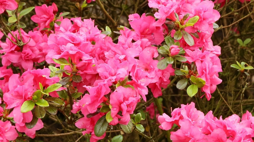 Rhododendron Rokoko fot. G. Falkowski