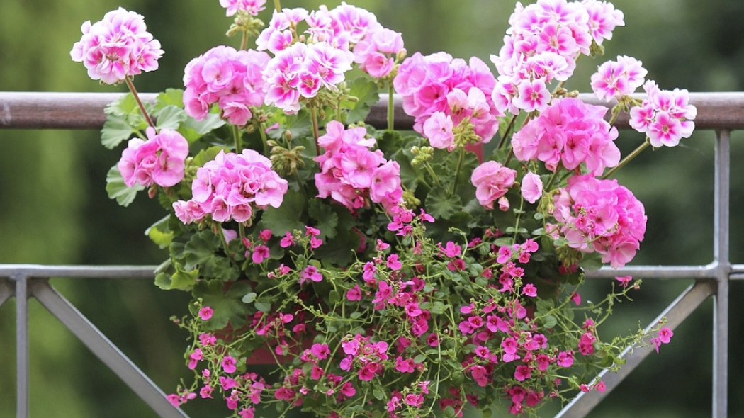 kwiaty na balkonie fot. Pelargonium for Europe