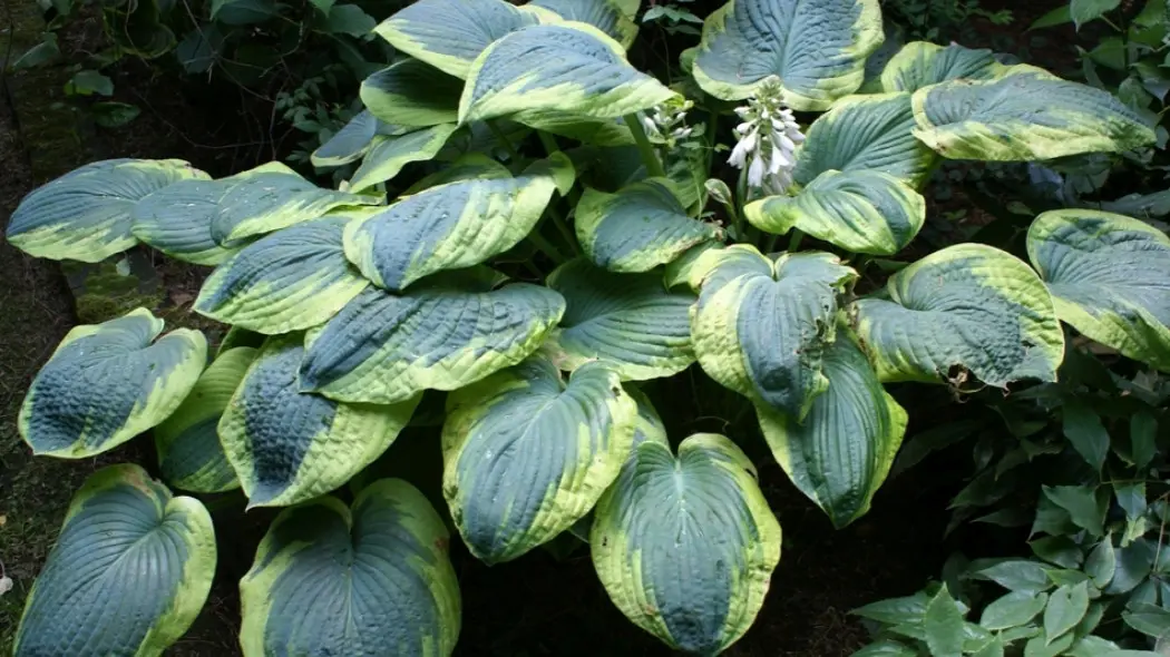 Hosta Frances Williams fot. Grzegorz Falkowski