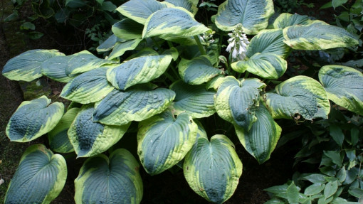 Funkia Siebolda ‘Frances Williams’
