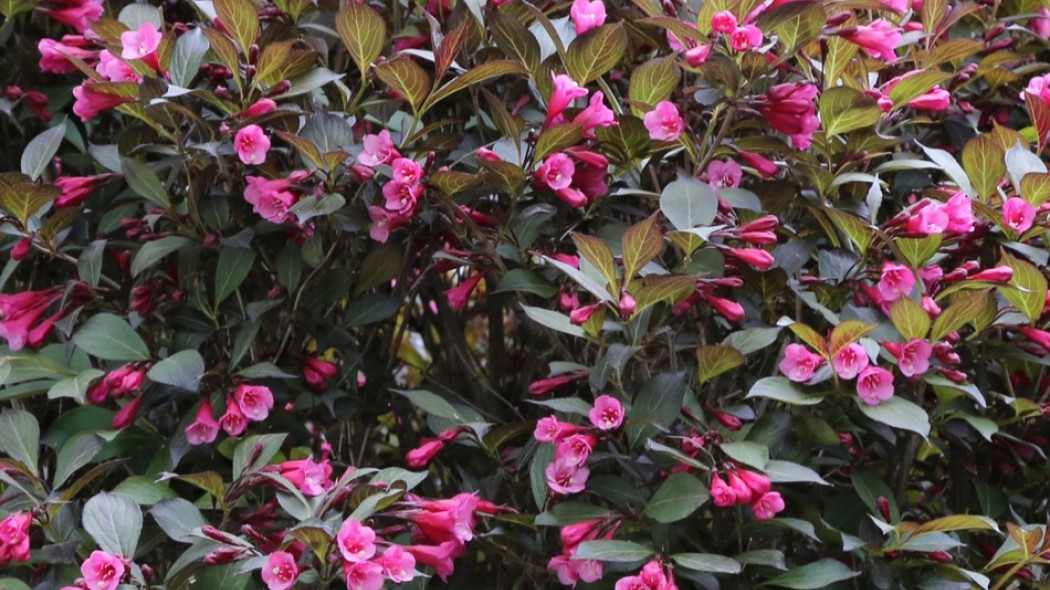 Weigela florida WINE ROSES Alexanda fot. Grzegorz Falkowski