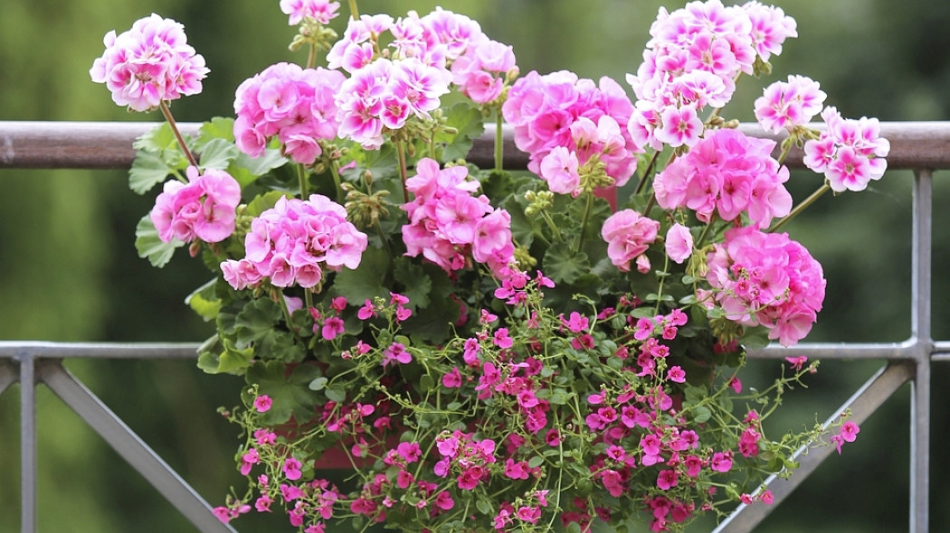 pelargonie na balkonie fot. Pelargonium for Europe