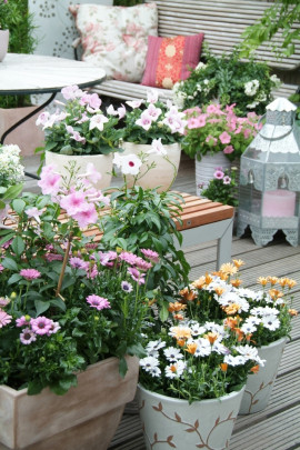 ogród na tarasie fot. Flower Council Holland