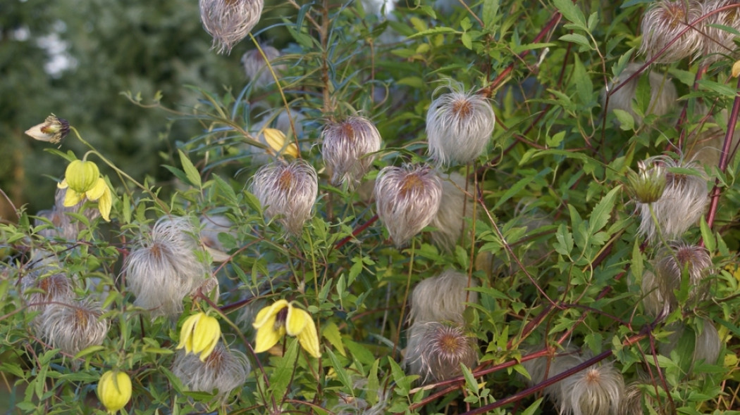 Clematis Bill MacKenzie fot. Grzegorz Falkowski ZSzP