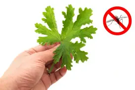 pelargonia pachnąca fot. DD Images - Fotolia.com