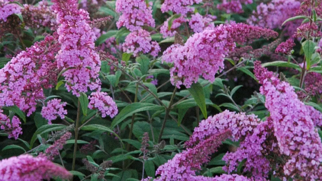 budleja Pink Delight fot. Monika Szczepaniak APZ