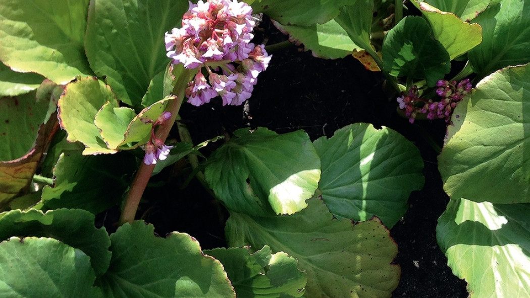 bergenia przy stawie fot. Małgorzata Szymańska