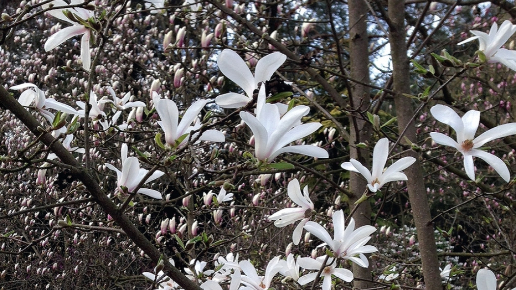magnolia do małego ogrodu fot. Małgorzata Szymańska
