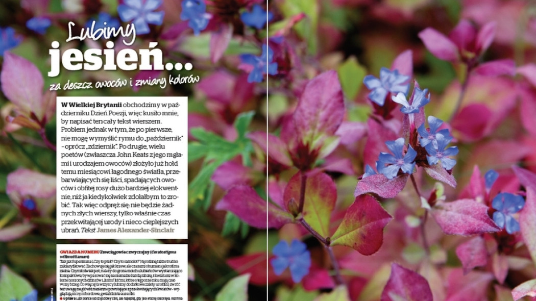 Lubimy jesień za deszcz owoców i zmiany kolorów - Gardeners World Polska 5-2017