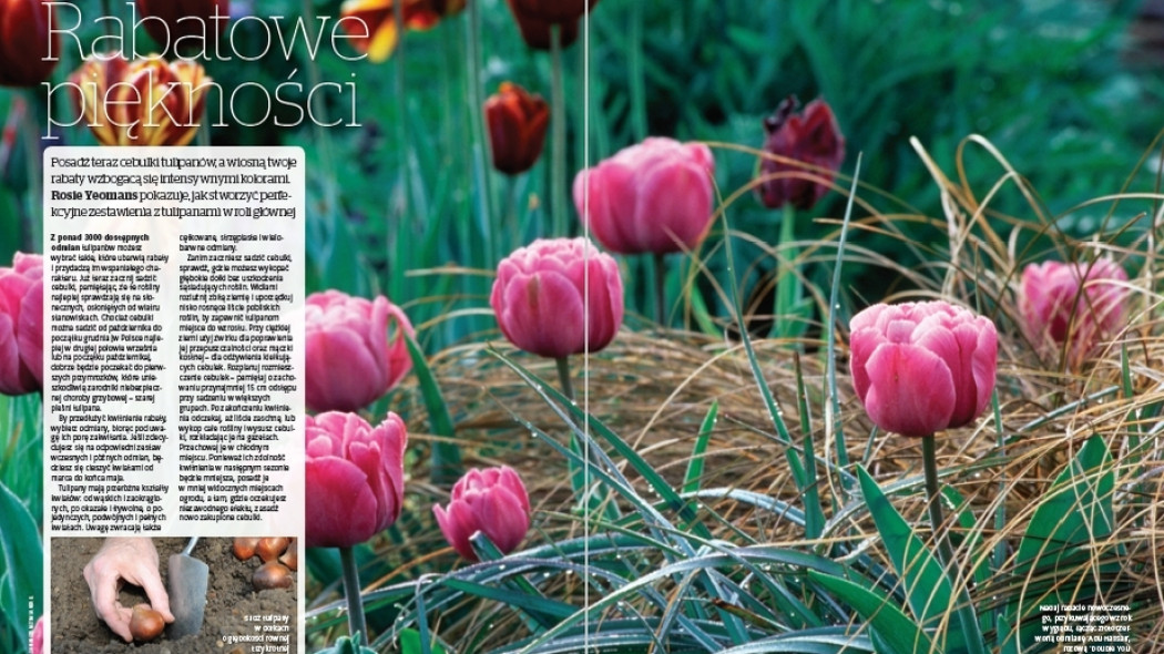 Tulipany - Rabatowe piękności - Gardeners World Polska 5-2017