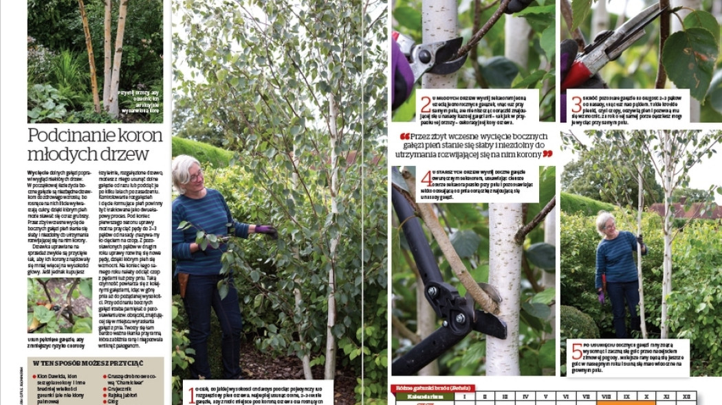 Podcinanie koron młodych drzew - Gardeners World Polska 5-2017