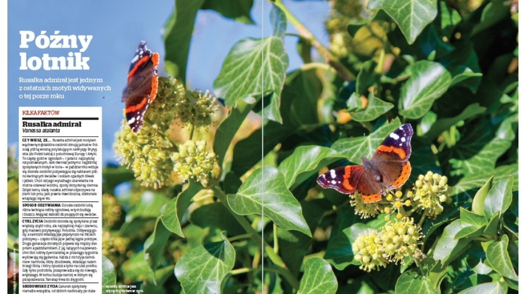 Rusałka pawik - Późny lotnik - Gardeners World Polska 5-2017