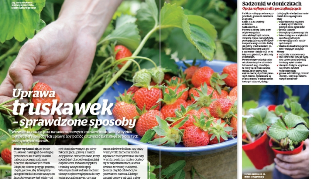 Uprawa truskawek - Sprawdzone sposoby - Gardeners World Polska 5-2017