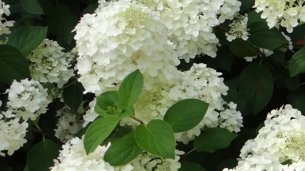 Hydrangea paniculata Silver Dollar fot. Andrzej Kujawa Szkółka Bąblin