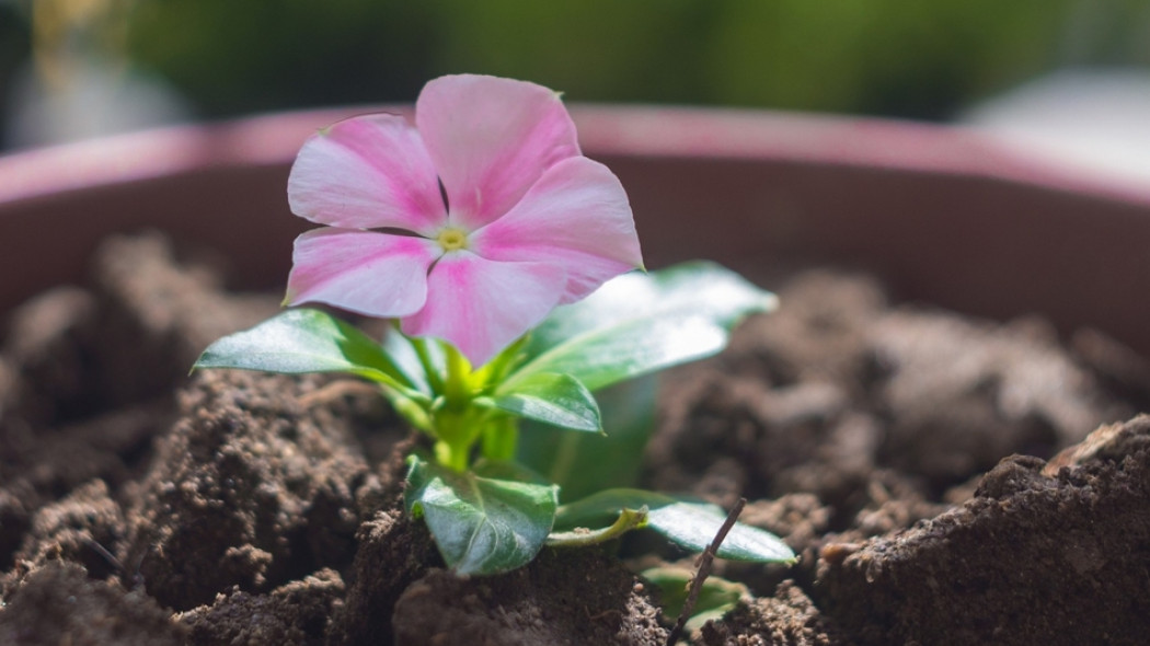 naturalne nawożenie roślin doniczkowych fot. mustafaunlu09 - Pixabay.com