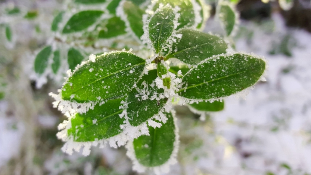 roślina w czasie zimy fot. DatWuschel - Pixabay.com