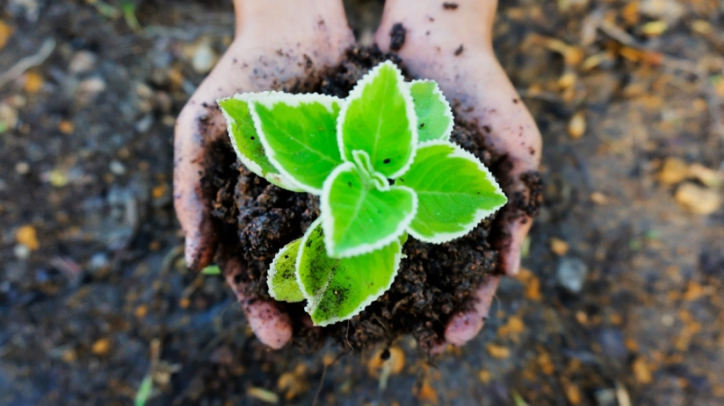 naturalne nawożenie gleby fot. maxlkt - Pixabay.com