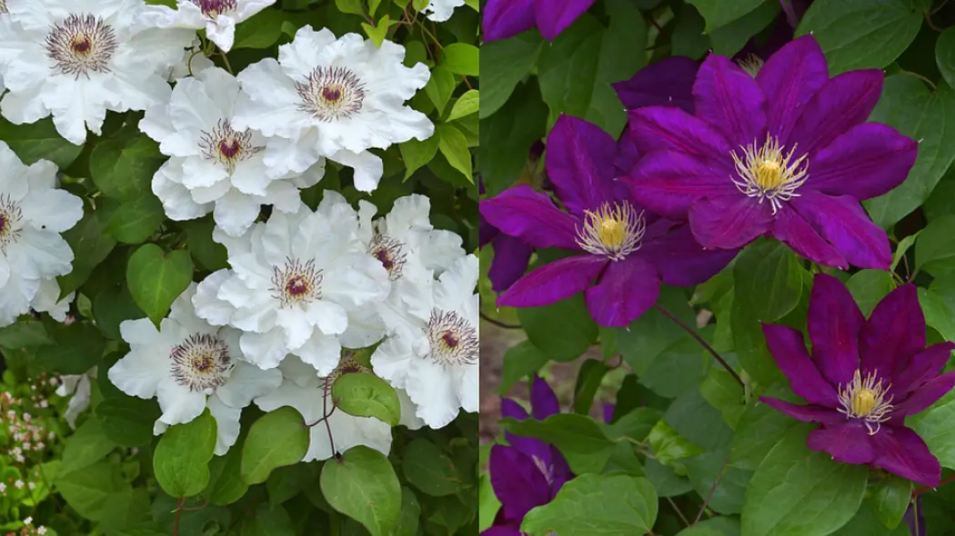 Powojniki clematis Lech Kaczyński i Maria Kaczyńska