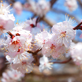 śliwa kwiaty fot. forwimuwi73 - Pixabay.com
