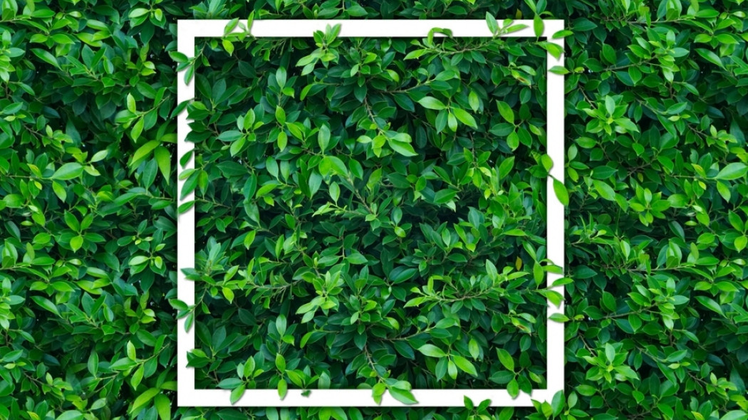 zielona ściana - żywopłot w ogrodzie fot. Suttipun - Fotolia.com