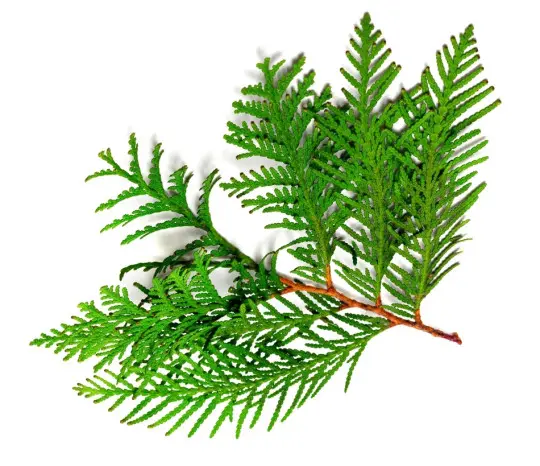 tuje sadzonki fot. BSANI - Fotolia.com