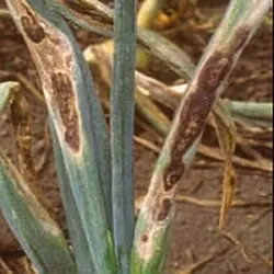 Objawy alternariozy cebuli i pora na liściach cebuli, fot. Syngenta CP