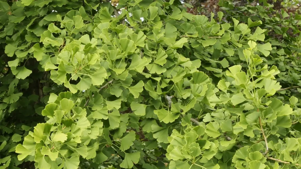 Miłorząb dwuklapowy Ginko biloba fot. Grzegorz Falkowski