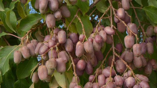 Aktinidia ostrolistna (Mini-Kiwi) 'Purpurna Sadowa'
