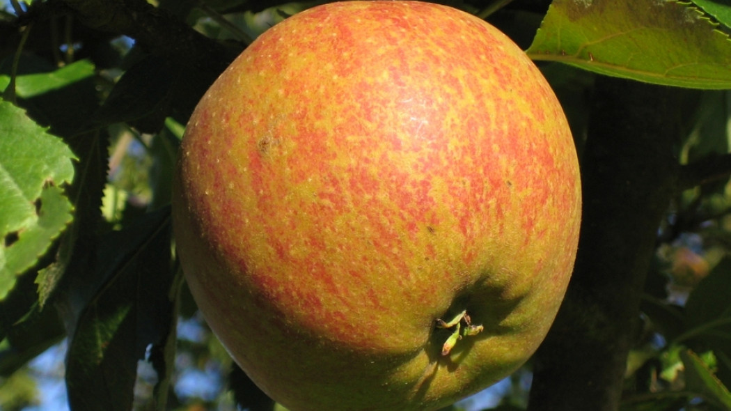 jabłoń Koksa Pomarańczowa fot. Andreas Rother - CC BY-SA 2.5 - Wikimedia Commons