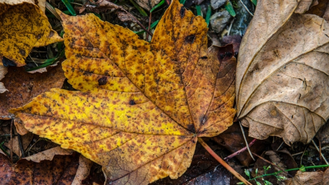 Ziemia liściowa w worku, fot. egonkling - Pixabay