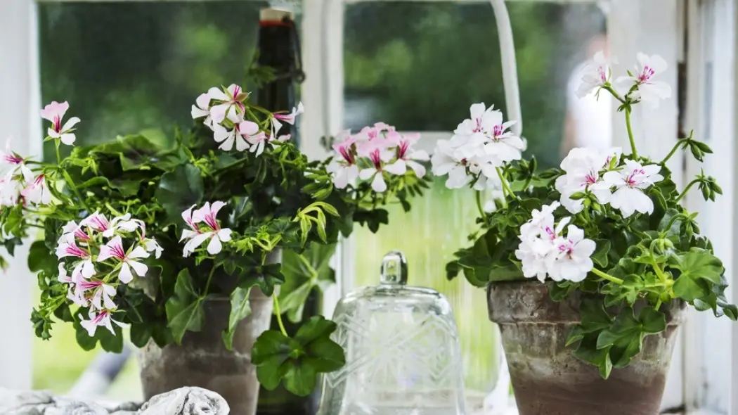 zimowanie pelargonii fot. Moja Pelargonia