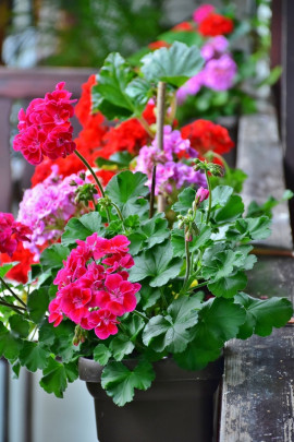 pelargonie na balkonie fot. RitaE - Pixabay.com