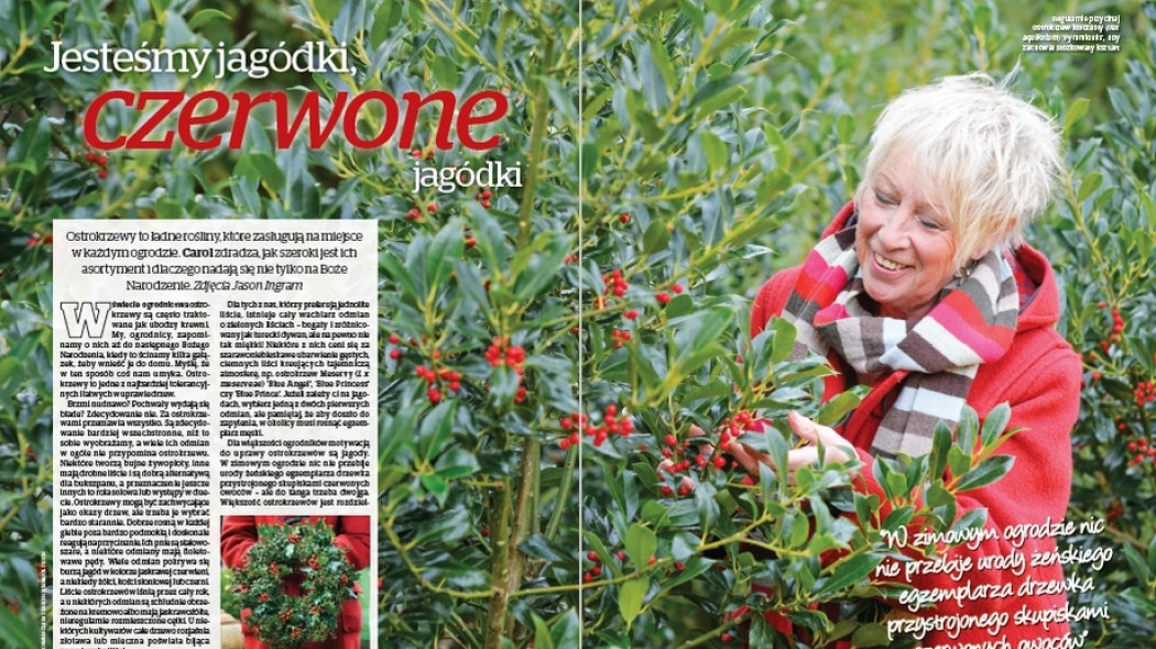 Ostrokrzewy. Jesteśmy jagódki czerwonone jagódki - Gardeners World Polska 6-2017