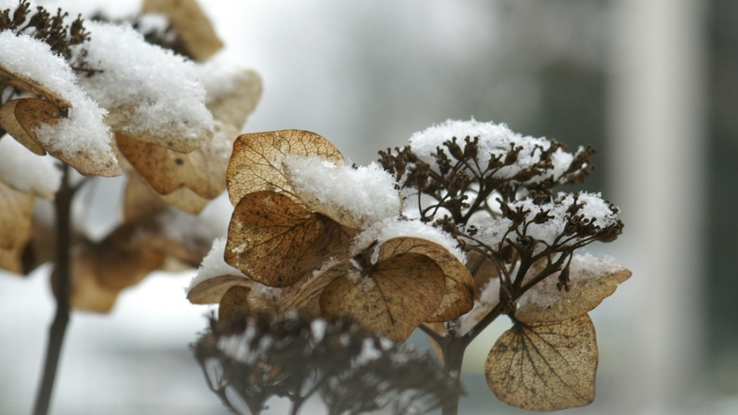 hortensja zimą fot. IrmaNijhoff - Pixabay.com