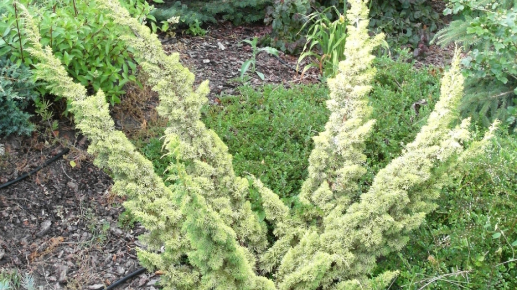 Jałowiec chiński Juniperus chinensis Plumosa Aurea fot. Grzegorz Falkowski ZSzP