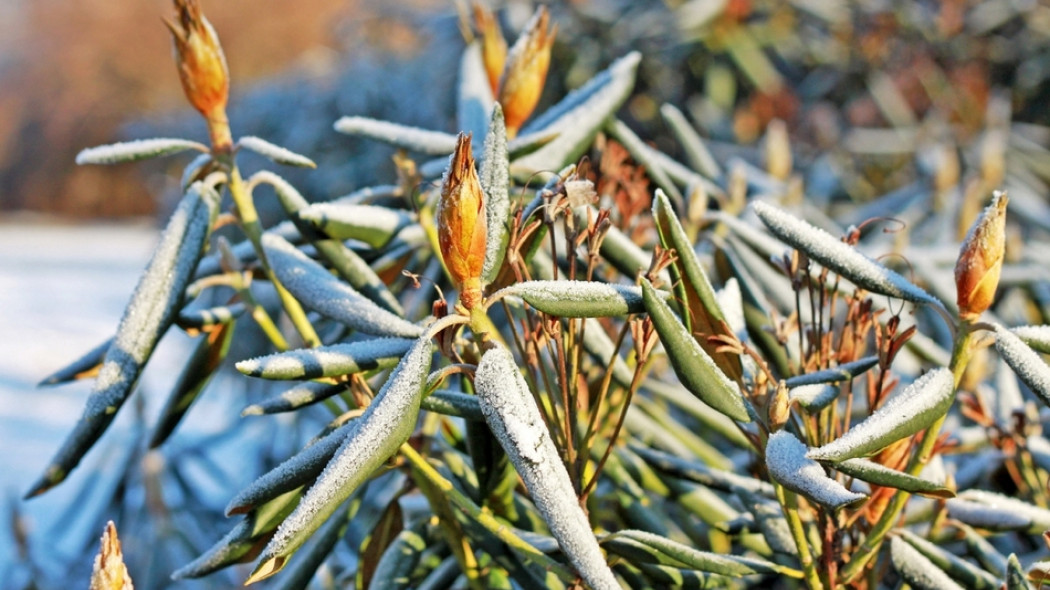 rododendron zimą - liście pozwijane w rurki fot. ilonal - Fotolia.com