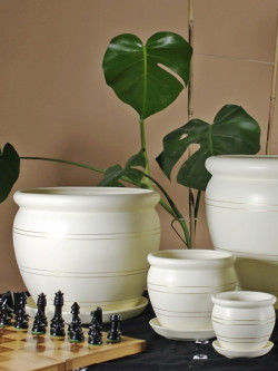 Roślina o pokroju pnącym Monstera dziurawa (Monstera deliciosa) jest jedną z największych roślin wykorzystywanych do dekoracji wnętrz. Nie nadaje się do małych mieszkań. Posiada duże, głęboko powcinane (im starsze, tym bardziej), skórzaste liście w kształcie serca (starsze liście mają dodatkowo dziury w blaszce). Starsze rośliny posiadają długie, zwisające korzenie powietrzne. Ze względu na osiągane rozmiary, konieczne jest zapewnienie jej wystarczającej przestrzeni oraz stabilnej podpory, fot. Biuro Kwiatowe Holandia