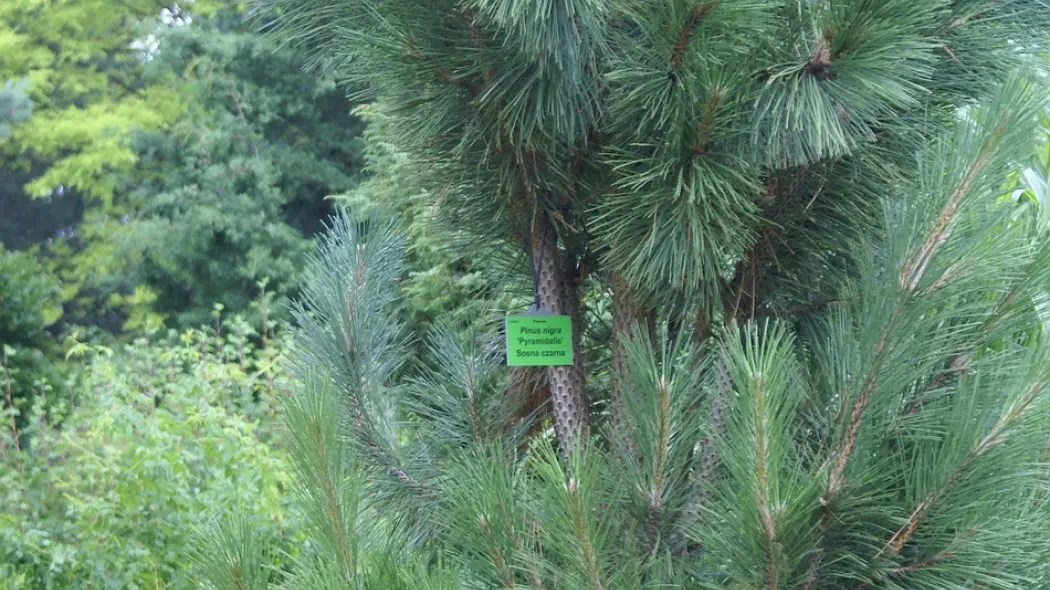 sosna czarna Pyramidalis fot. Grzegorz Falkowski