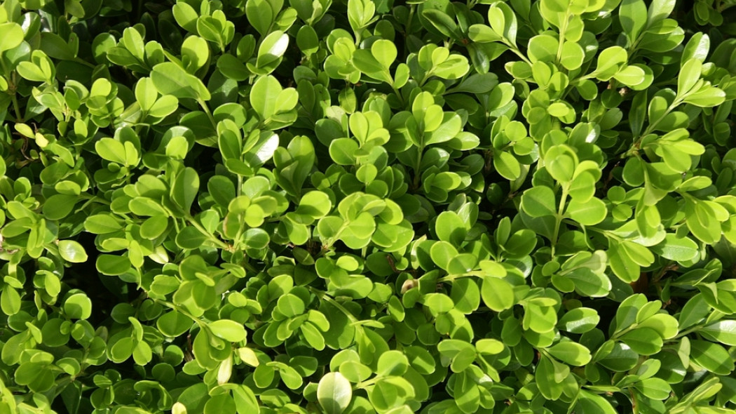 Bukszpan wieczniezielony Buxus sempervirens Suffruticosa fot. Grzegorz Falkowski