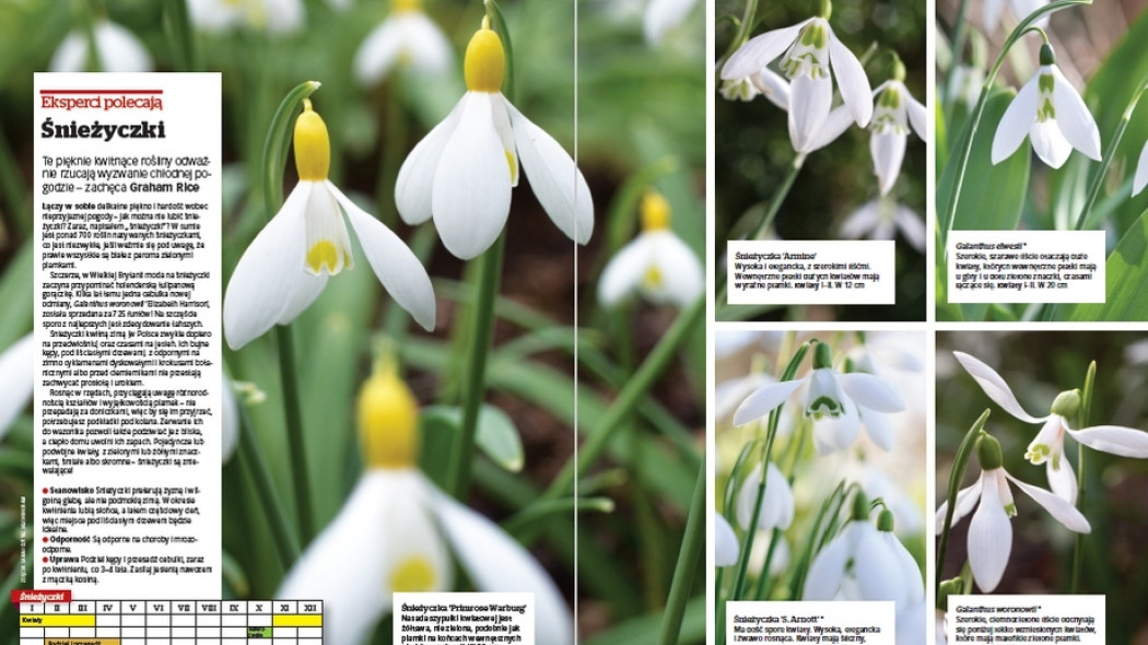 Eksperci polecają. Śnieżyczki - Gardeners World Polska 1-2018