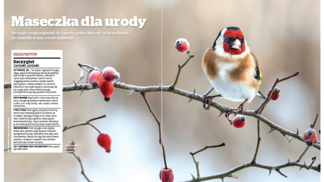 Szczygieł. Maseczka dla urody - Gardeners World Polska - 1-2018