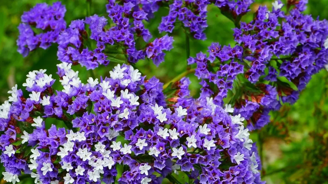 Zatrwian wrębny (Limonium sinuatum)