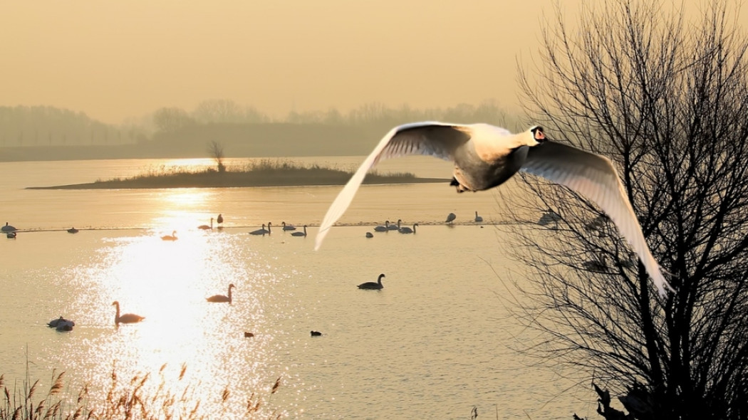 ptaki migrujące fot. Hans Benn - Pixabay.com