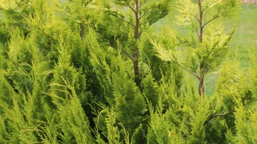 Cyprysik Lawsona 'Ivonne'