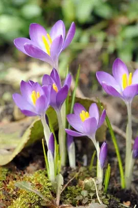 krokus Crocus fot. iBulb