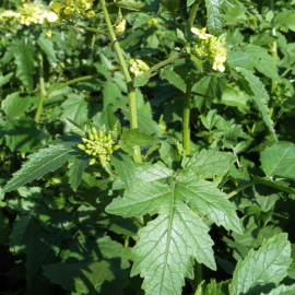 gorczyca fot. Ariel Palmon - CC BY-SA 3.0 - Wikimedia Commons