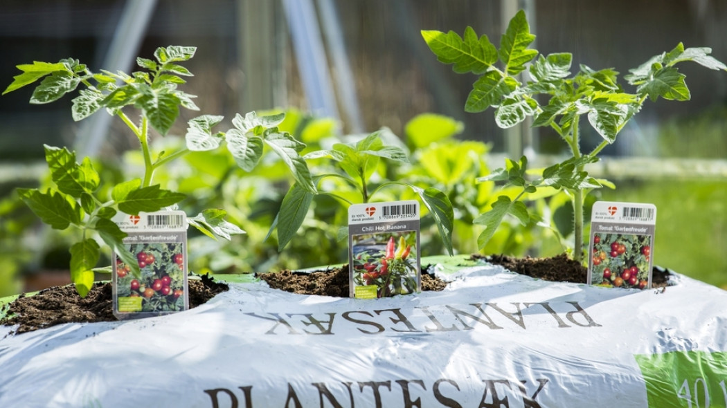 uprawa warzyw w worku z podłożem fot. Flora Dania