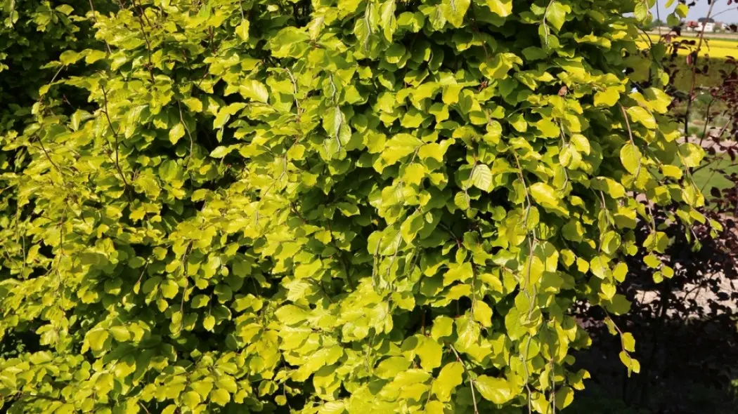 Fagus sylvatica Dawyck Gold fot. Grzegorz Falkowski ZSzP