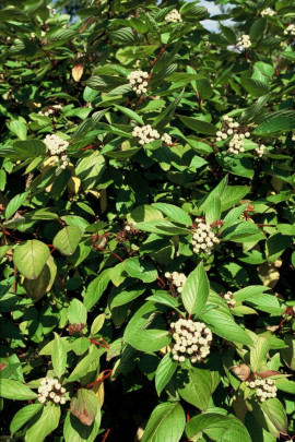 dereń biały Cornus alba owocefot. iVerde