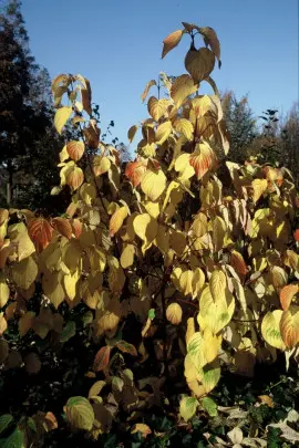 dereń biały Cornus alba jesienią fot. iVerde